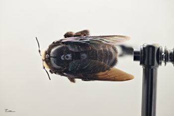 Media type: image;   Entomology 810671 Aspect: habitus dorsal view
